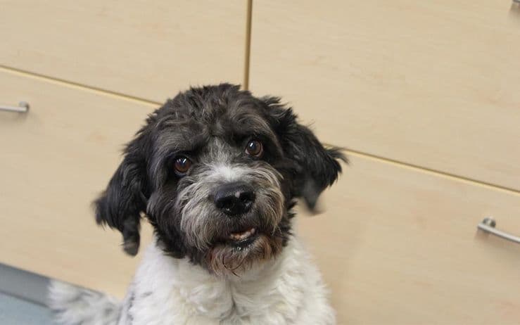 Bürohund Bruce